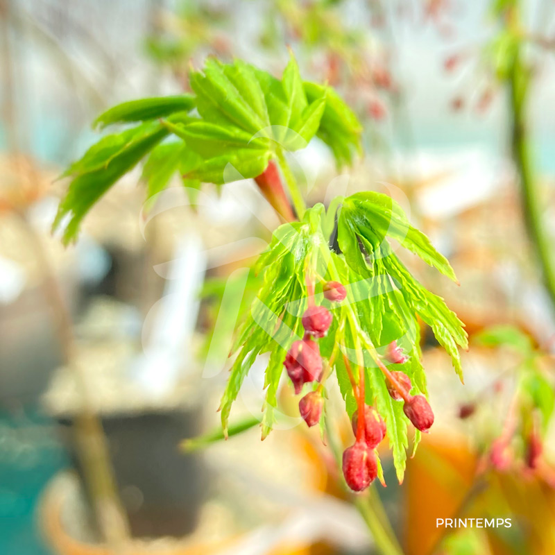 10 Graines D'érable Du Japon (Acer Palmatum) - SemiSauvage Permaculture - Pour Jardin Ou Bonsaï