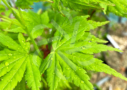 Acer palmatum 'Going Green' - Érable du Japon