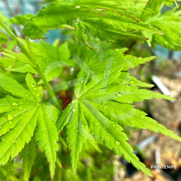 Acer palmatum 'Going Green' - Érable du Japon