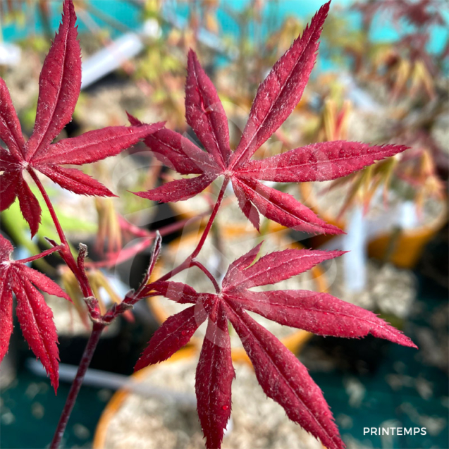 Acer Palmatum 'Granat' - Érable du Japon