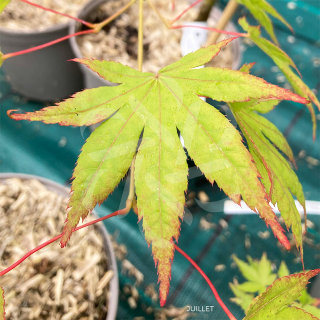 Acer palmatum 'Hakodate Yama' - Érable du Japon