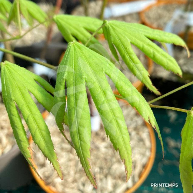 Acer palmatum 'Hakodate Yama' - Érable du Japon
