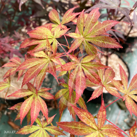 Acer palmatum 'Harusame Showa Period' - Érable du Japon