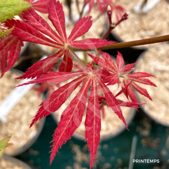 Acer palmatum 'Harusame Showa Period' - Érable du Japon