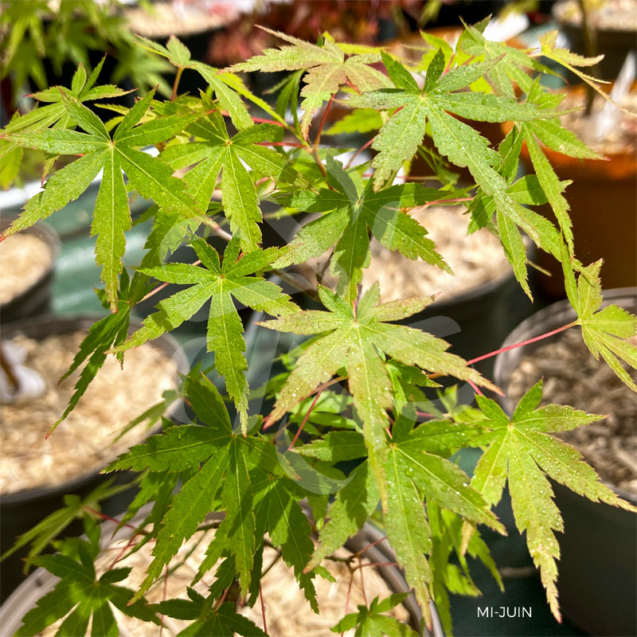 Acer palmatum 'Helena' - Érable du Japon