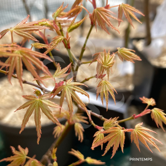 Acer palmatum 'Helena' - Érable du Japon