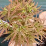 Acer palmatum 'Helena' - Érable du Japon
