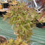 Acer palmatum 'Helena' - Érable du Japon