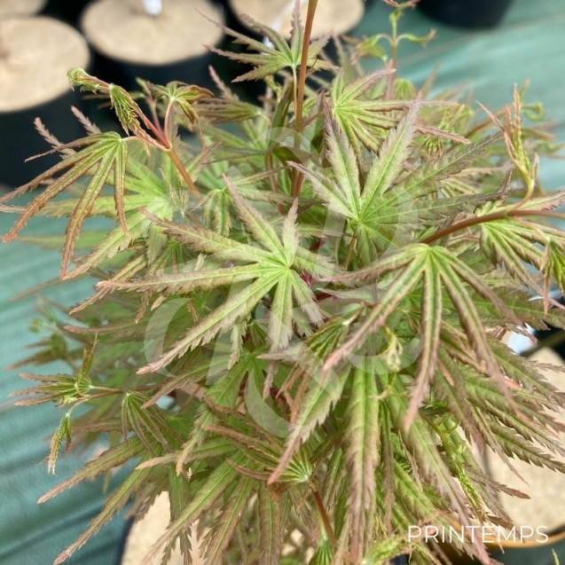 Acer palmatum 'Helena' - Érable du Japon