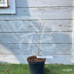 Acer palmatum 'Helena' - Érable du Japon