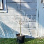 Acer palmatum 'Helena' - Érable du Japon