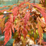 Acer Palmatum 'Hosoba Koshimino' - Érable du Japon