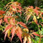 Acer Palmatum 'Hosoba Koshimino' - Érable du Japon