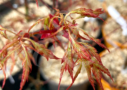 Acer Palmatum 'Hosoba Koshimino' - Érable du Japon