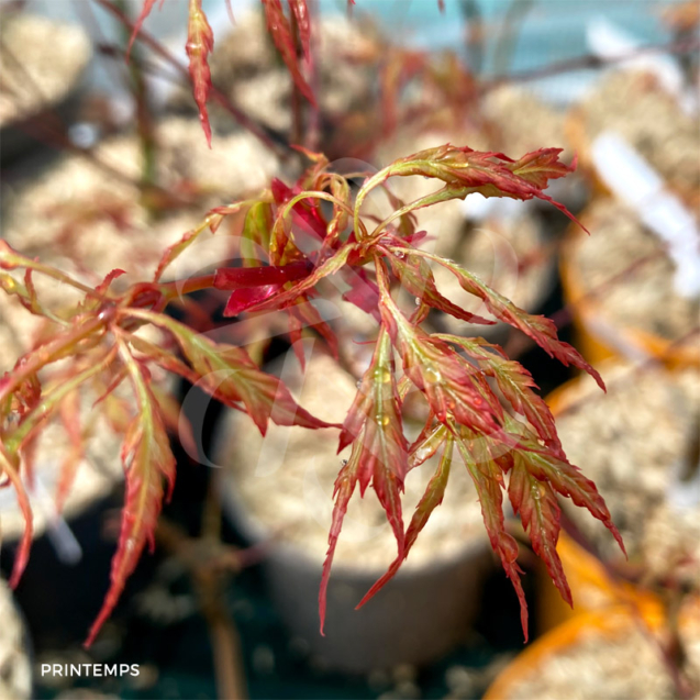 Acer palmatum 'Koshimino' disponible en notre magasin en ligne de plantes