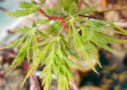 Acer Palmatum 'Kaga Sudare' - Érable du Japon