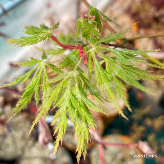 Acer Palmatum 'Kaga Sudare' - Érable du Japon