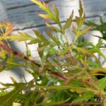 Acer Palmatum 'Kaga Sudare' - Érable du Japon