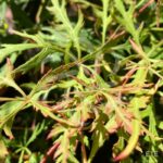 Acer Palmatum 'Kaga Sudare' - Érable du Japon