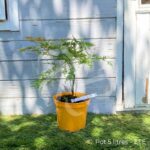 Acer Palmatum 'Kaga Sudare' - Érable du Japon