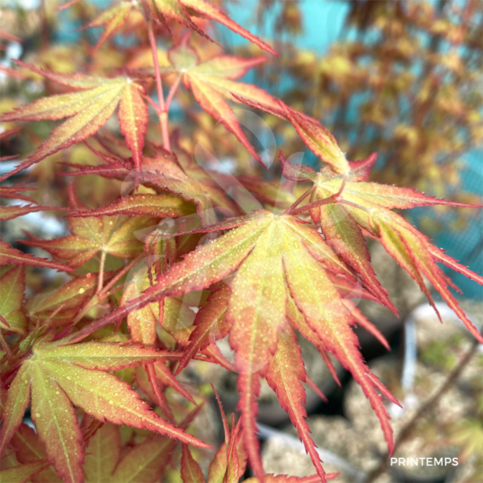Acer palmatum 'Katsura' - Érable du Japon