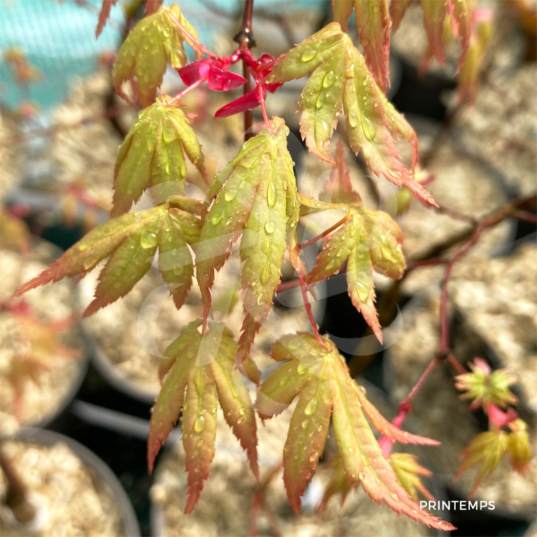 Acer palmatum 'Kenko Nishiki' - Érable du Japon