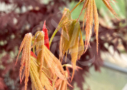 Acer Palmatum 'Kenzan' - Érable du Japon