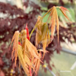 Acer Palmatum 'Kenzan' - Érable du Japon