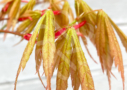 Acer Palmatum 'Kenzan' - Érable du Japon