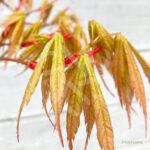 Acer Palmatum 'Kenzan' - Érable du Japon