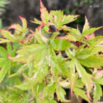 Acer Palmatum 'Kingsville Variegated' - Érable du Japon