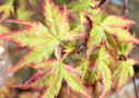 Acer Palmatum 'Kingsville Variegated' - Érable du Japon