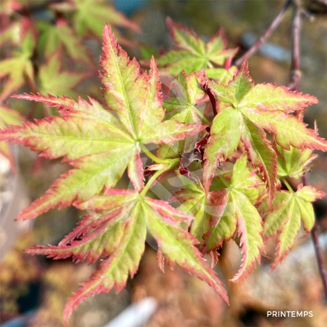 Acer Palmatum 'Kingsville Variegated' - Érable du Japon