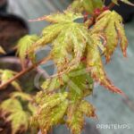 Acer Palmatum 'Kingsville Variegated' - Érable du Japon