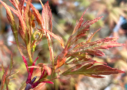 Acer palmatum 'Koshimino' dissectum