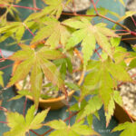 Acer Palmatum 'Kristin's Star' - Érable du Japon