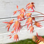 Acer Palmatum 'Kristin's Star' - Érable du Japon