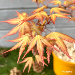 Acer Palmatum 'Kristin's Star' - Érable du Japon