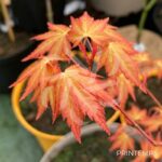 Acer Palmatum 'Kristin's Star' - Érable du Japon