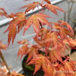 Acer Palmatum 'Kristin's Star' - Érable du Japon
