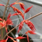 Acer Palmatum 'Kristin's Star' - Érable du Japon