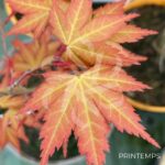 Acer Palmatum 'Kristin's Star' - Érable du Japon