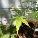Acer Palmatum 'Kristin's Star' - Érable du Japon