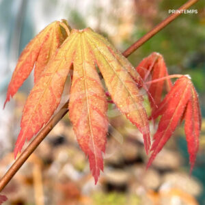 Acer Palmatum 'Kuzu' - Érable du Japon