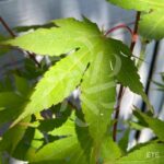 Acer Palmatum 'Kuzu' - Érable du Japon