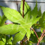 Acer Palmatum 'Kuzu' - Érable du Japon
