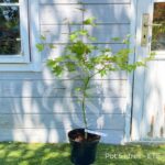 Acer Palmatum 'Kuzu' - Érable du Japon