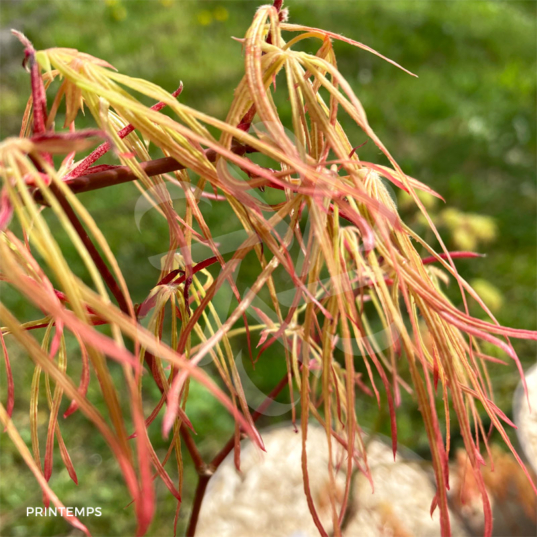 Acer palmatum 'Kyogoku Shidare' - Érable du Japon