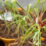 Acer palmatum 'Kyogoku Shidare' - Érable du Japon
