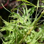 Acer palmatum 'Kyogoku Shidare' - Érable du Japon